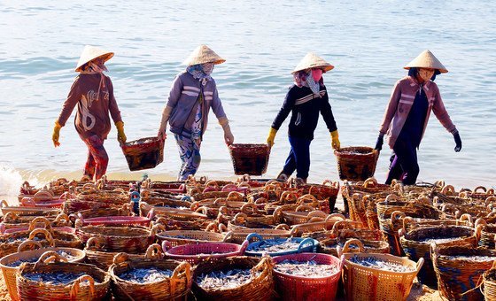 越南的女性正在晒制鱼干。